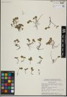 Foto von Salix herbacea L.